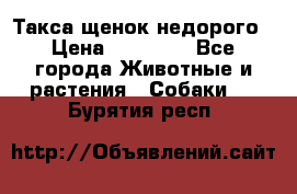 Такса щенок недорого › Цена ­ 15 000 - Все города Животные и растения » Собаки   . Бурятия респ.